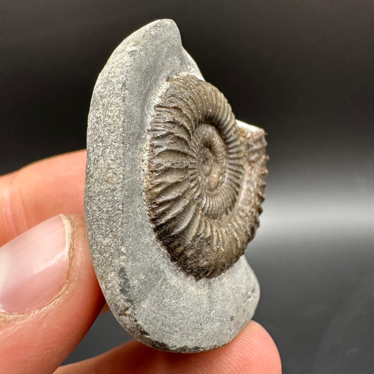 Dactylioceras Ammonite Fossil With Box And Stand - Whitby, North Yorkshire Jurassic Coast Yorkshire Fossils
