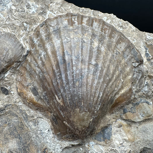 Shell fossil with stand - Whitby, North Yorkshire, Jurassic Coast, Yorkshire Fossils