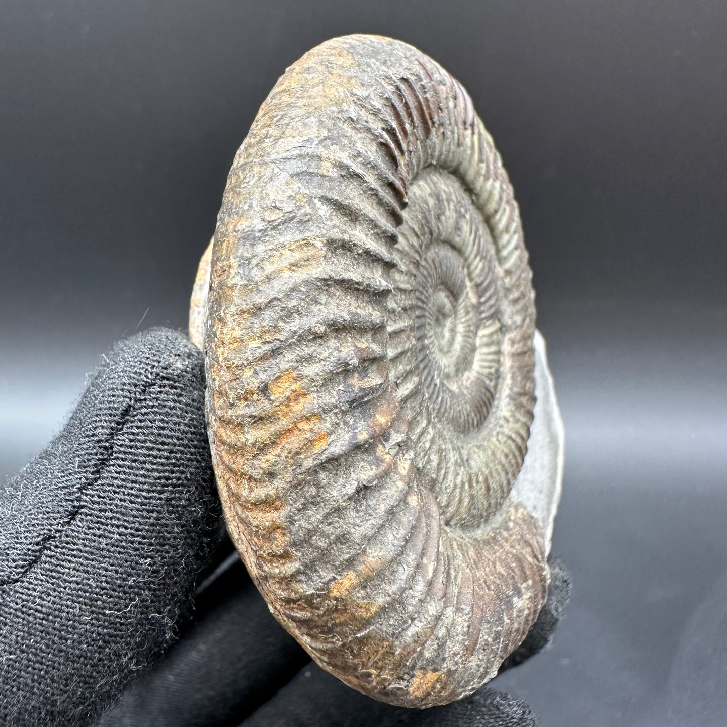 Dactylioceras Ammonite Fossil With Box And Stand - Whitby, North Yorkshire Jurassic Coast Yorkshire Fossils
