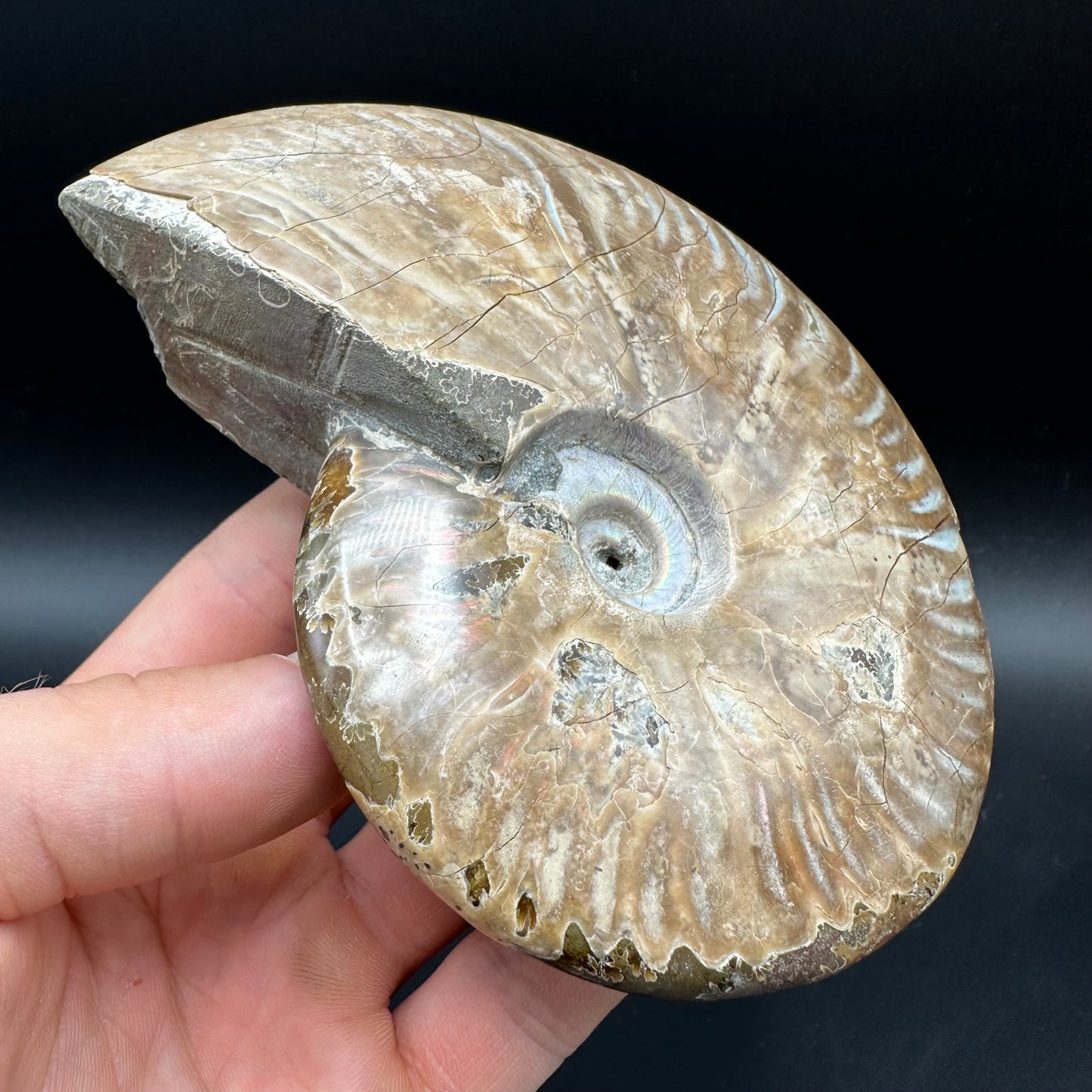 Cleoniceras Ammonite Fossil With Box And Stand - Cretaceous Ammonite Madagascar