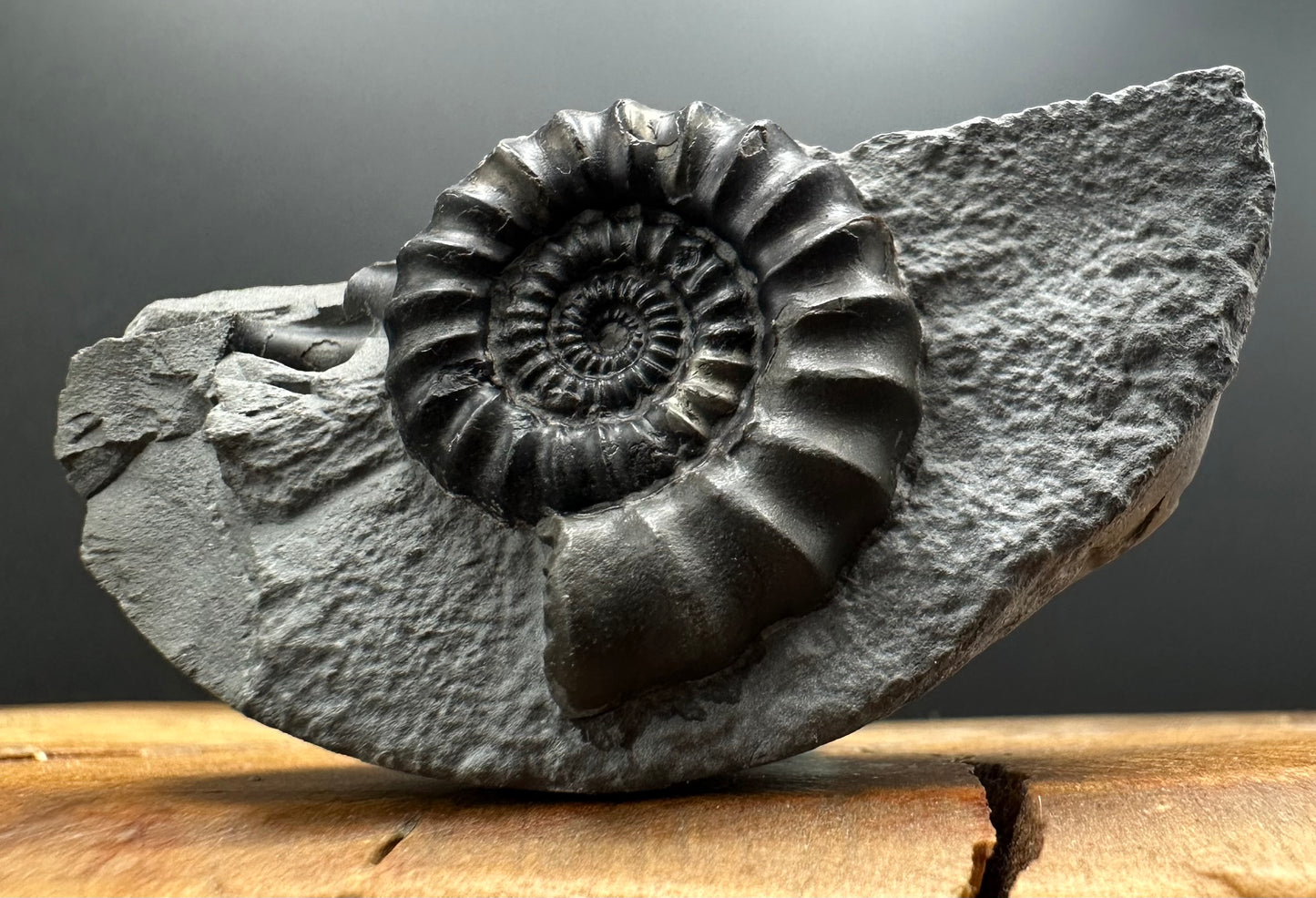 Gagaticeras Ammonite fossil with box and stand - Whitby, North Yorkshire Jurassic Coast Yorkshire Fossils