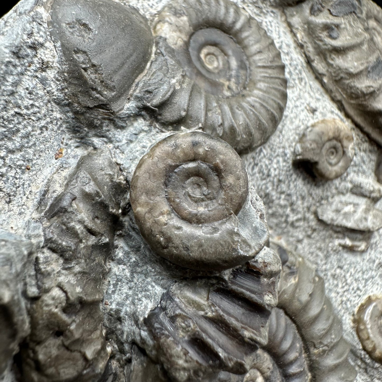 Arnioceras ammonite shell fossil with box and stand - Whitby, North Yorkshire Jurassic Coast Yorkshire Fossils