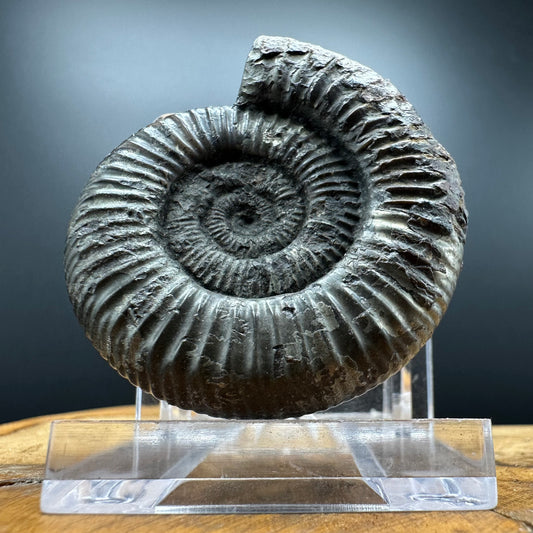 Dactylioceras Ammonite Fossil With box and Stand - Whitby, North Yorkshire Jurassic Coast Yorkshire Fossils