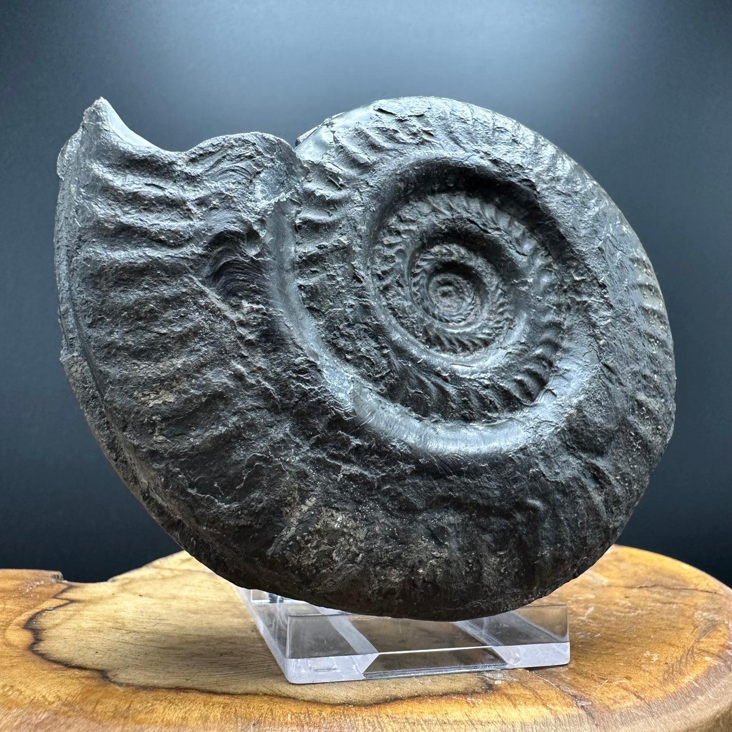 Hildoceras lusitanicum Ammonite fossil with stand - Whitby, North Yorkshire, Jurassic Coast, Yorkshire Fossils from the Jurassic Coast
