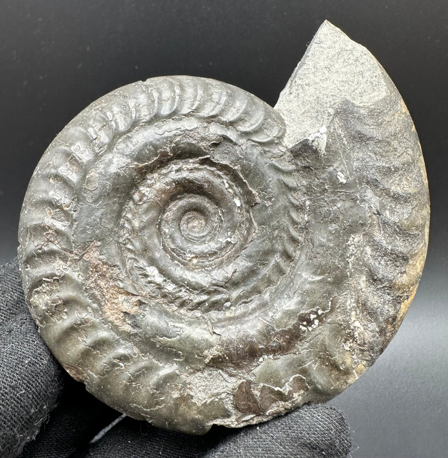 Hildoceras lusitanicum Ammonite fossil with box and stand - Whitby, North Yorkshire, Jurassic Coast, Yorkshire Fossils from the Jurassic Coast