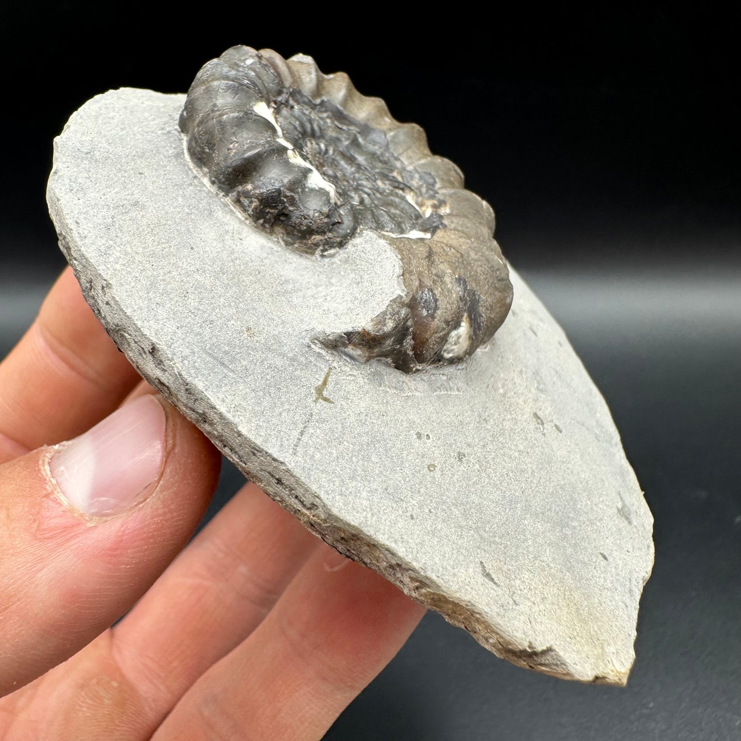 Androgynoceras maculatum ammonite fossil with box and stand - Whitby, North Yorkshire Jurassic Coast Yorkshire Fossils