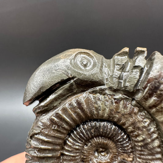Snakestone Ammonite Fossil With Bag/Box And Stand - Whitby, North Yorkshire Jurassic Coast Yorkshire Fossils