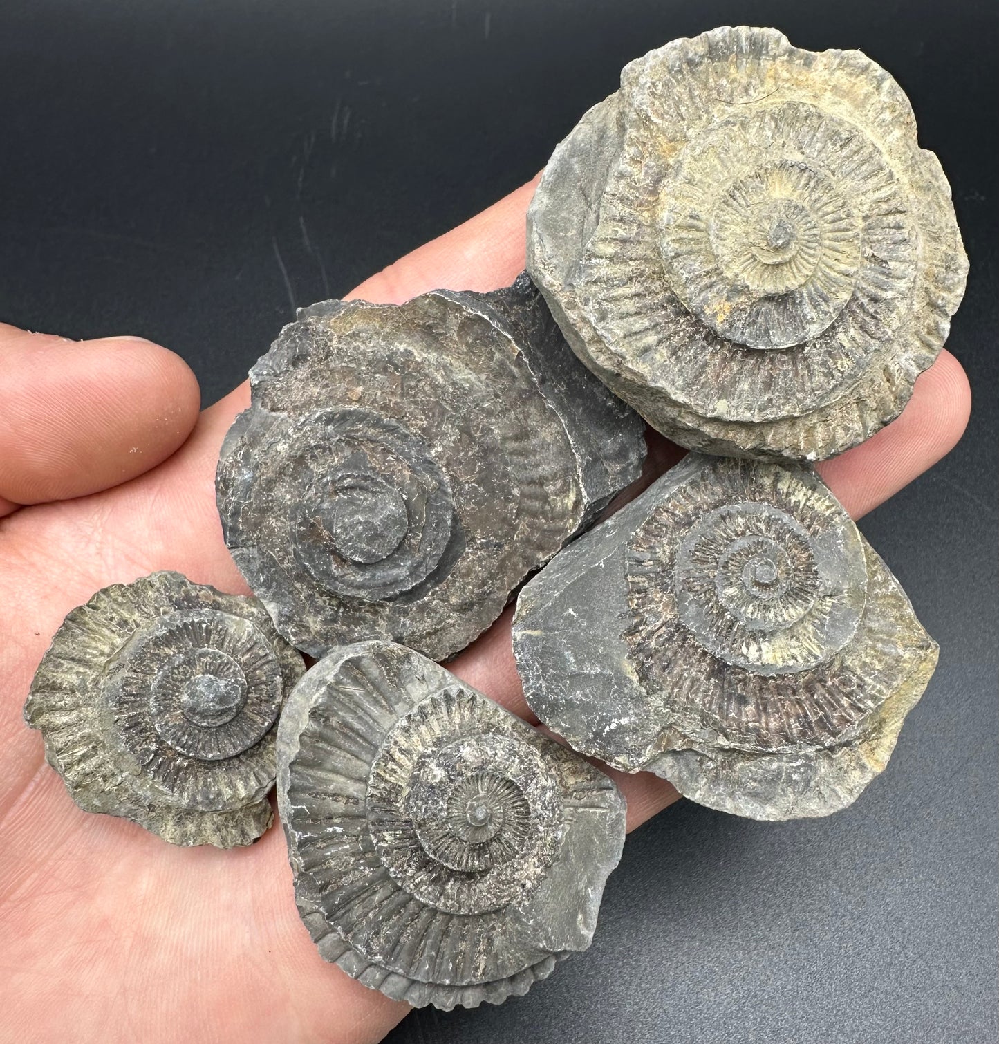 Dactylioceras imprint (negative) bundle ammonite shell fossil with box - Whitby, North Yorkshire, Yorkshire Fossils