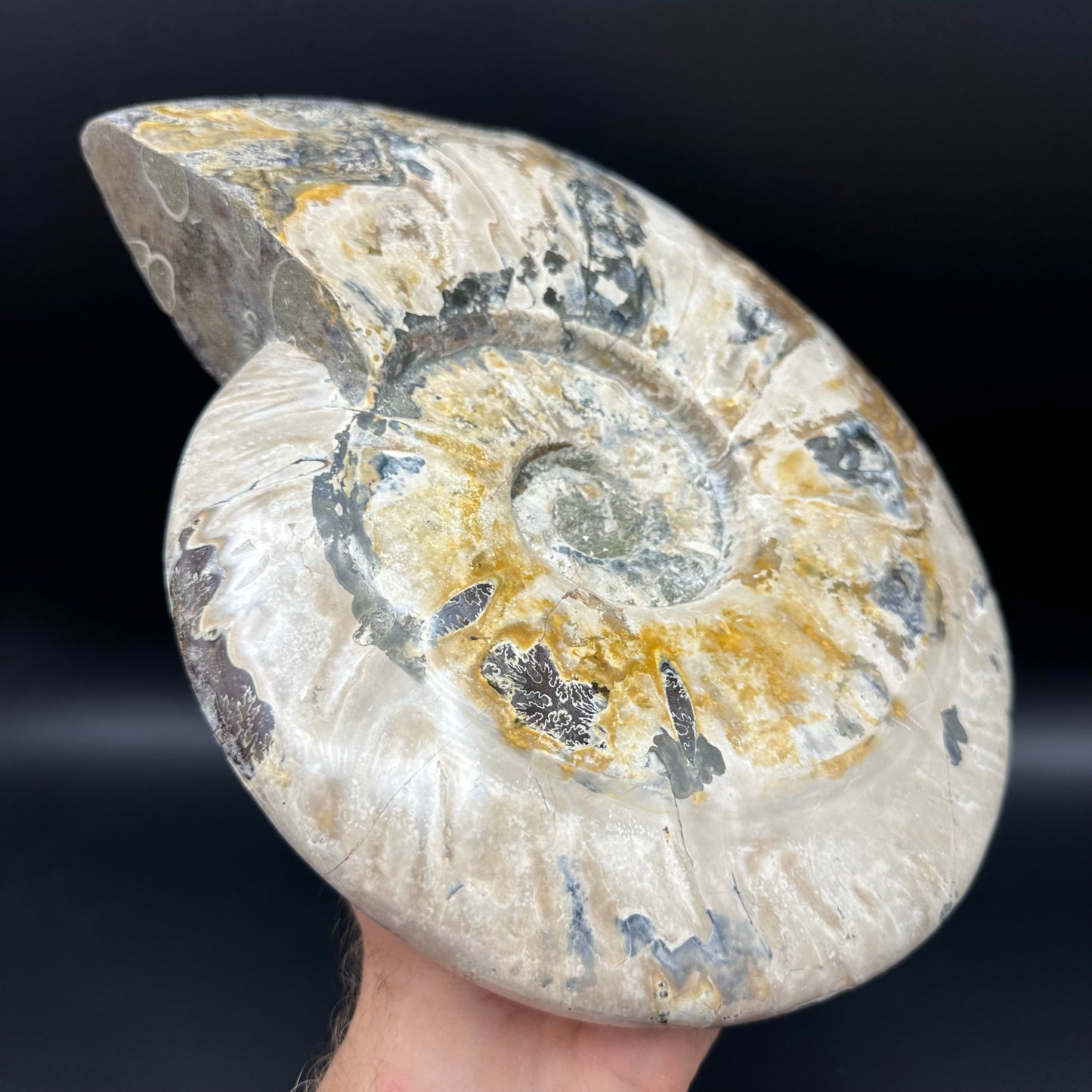 Cleoniceras Ammonite Fossil With Stand - Cretaceous Ammonite Madagascar
