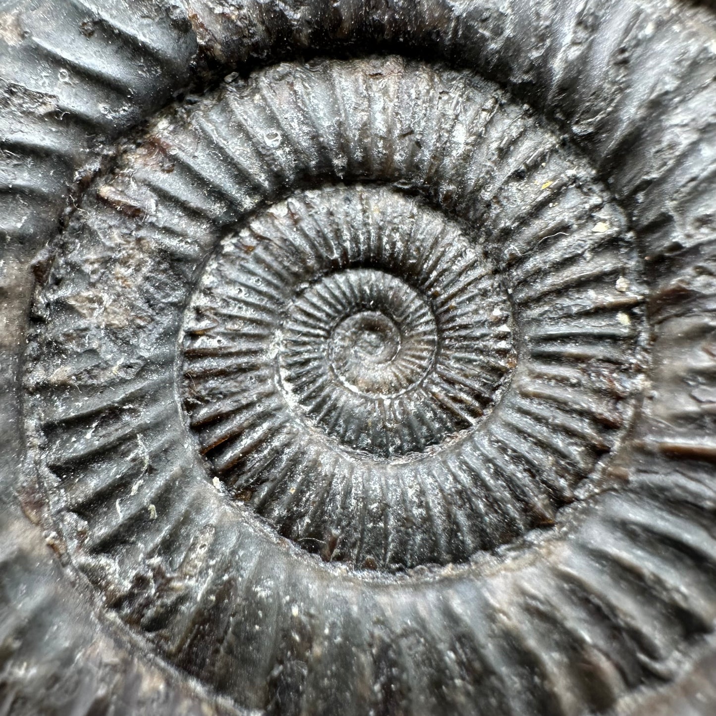 Dactylioceras Ammonite Fossil With Box And Stand - Whitby, North Yorkshire Jurassic Coast Yorkshire Fossils