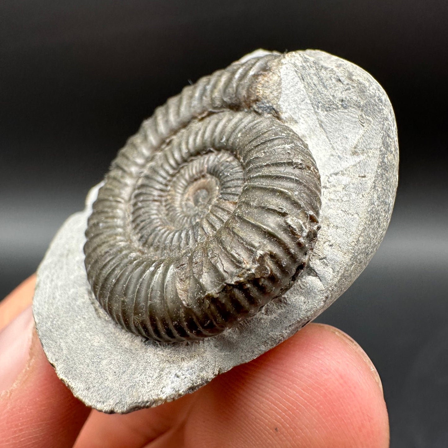 Dactylioceras Ammonite Fossil With Box And Stand - Whitby, North Yorkshire Jurassic Coast Yorkshire Fossils