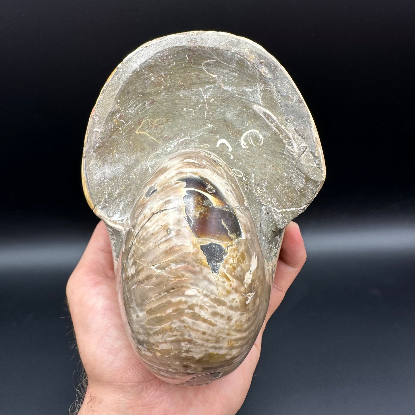 Cenoceras Nautilus Fossil With Stand - Middle Cretaceous Madagascar