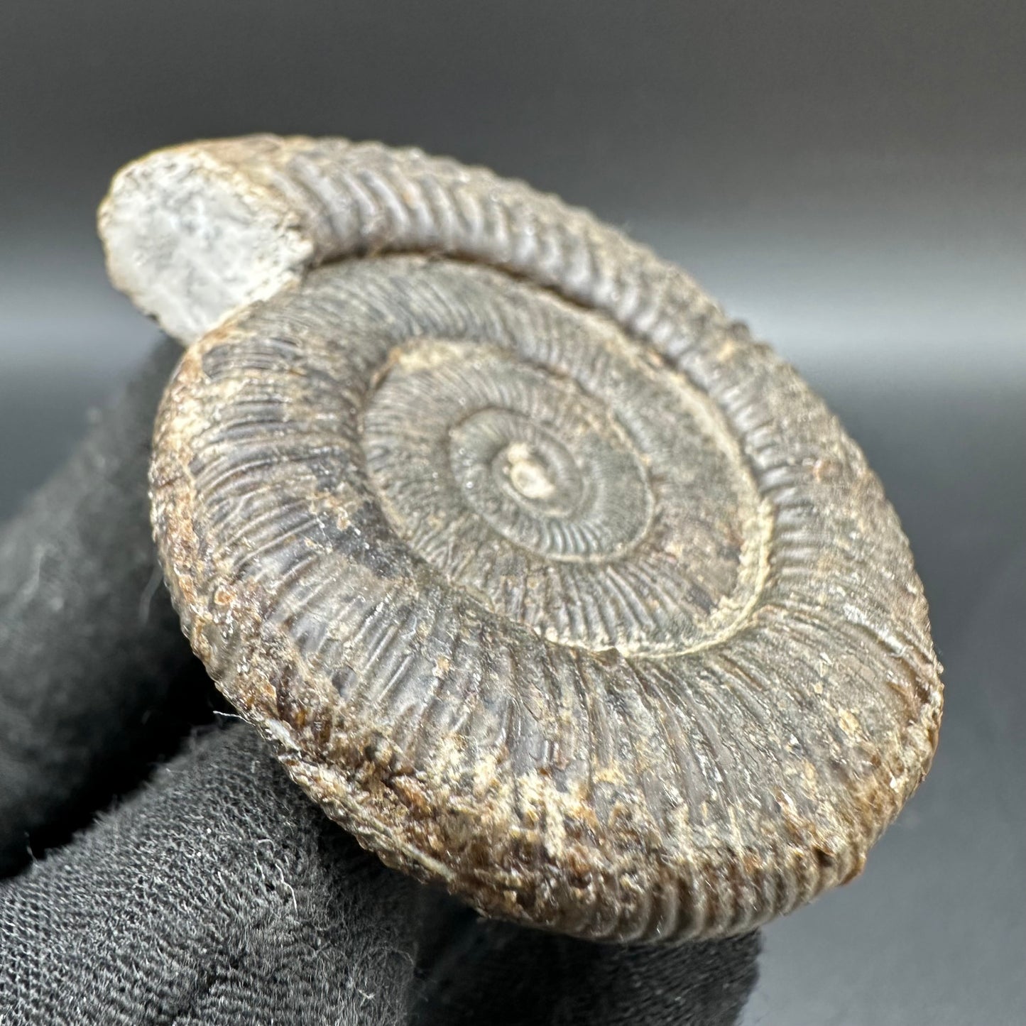 Dactylioceras Ammonite Fossil With Box And Stand - Whitby, North Yorkshire Jurassic Coast Yorkshire Fossils