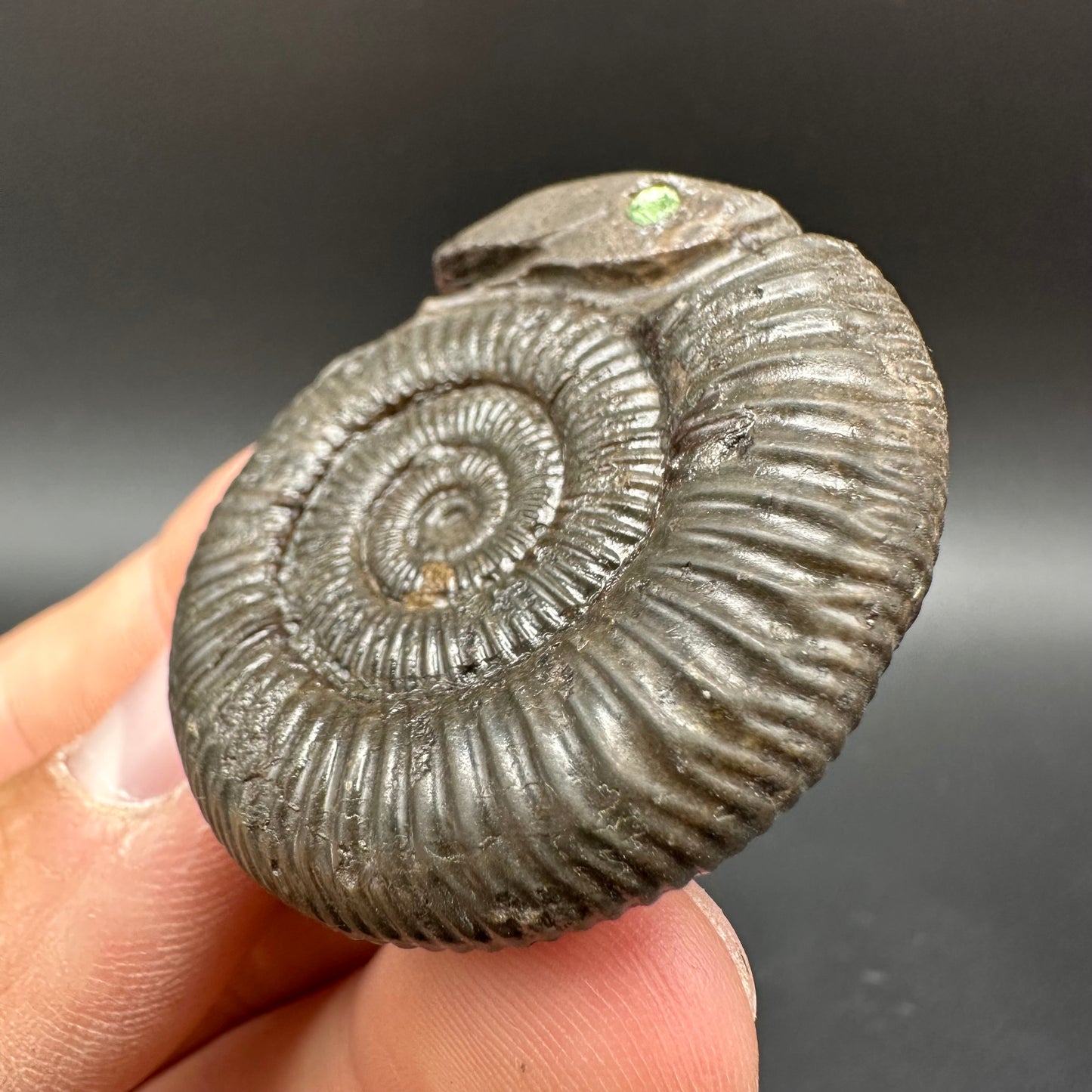 Snakestone Ammonite Fossil With Bag/Box And Stand - Whitby, North Yorkshire Jurassic Coast Yorkshire Fossils