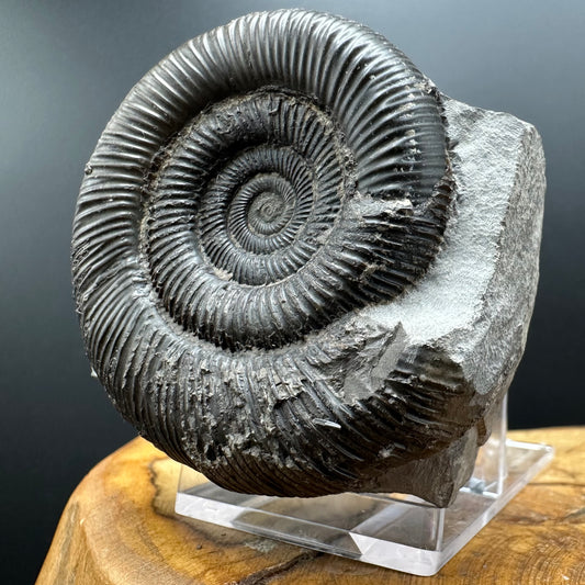 Dactylioceras clevelandicum Ammonite fossil with box and stand - Whitby, North Yorkshire Jurassic Coast