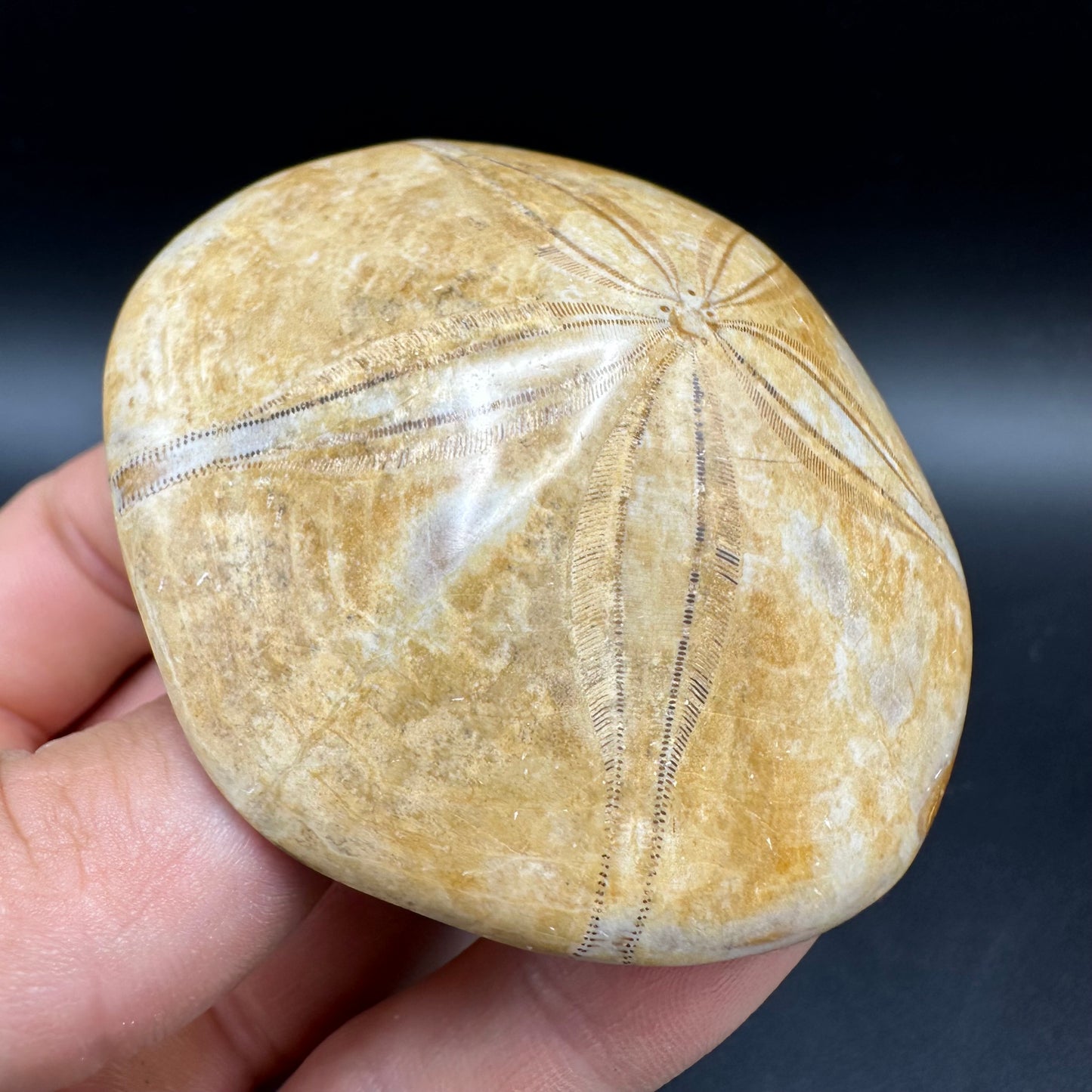 Holectypus Sea Urchin Fossil With Box And Stand - Middle Jurassic Madagascar