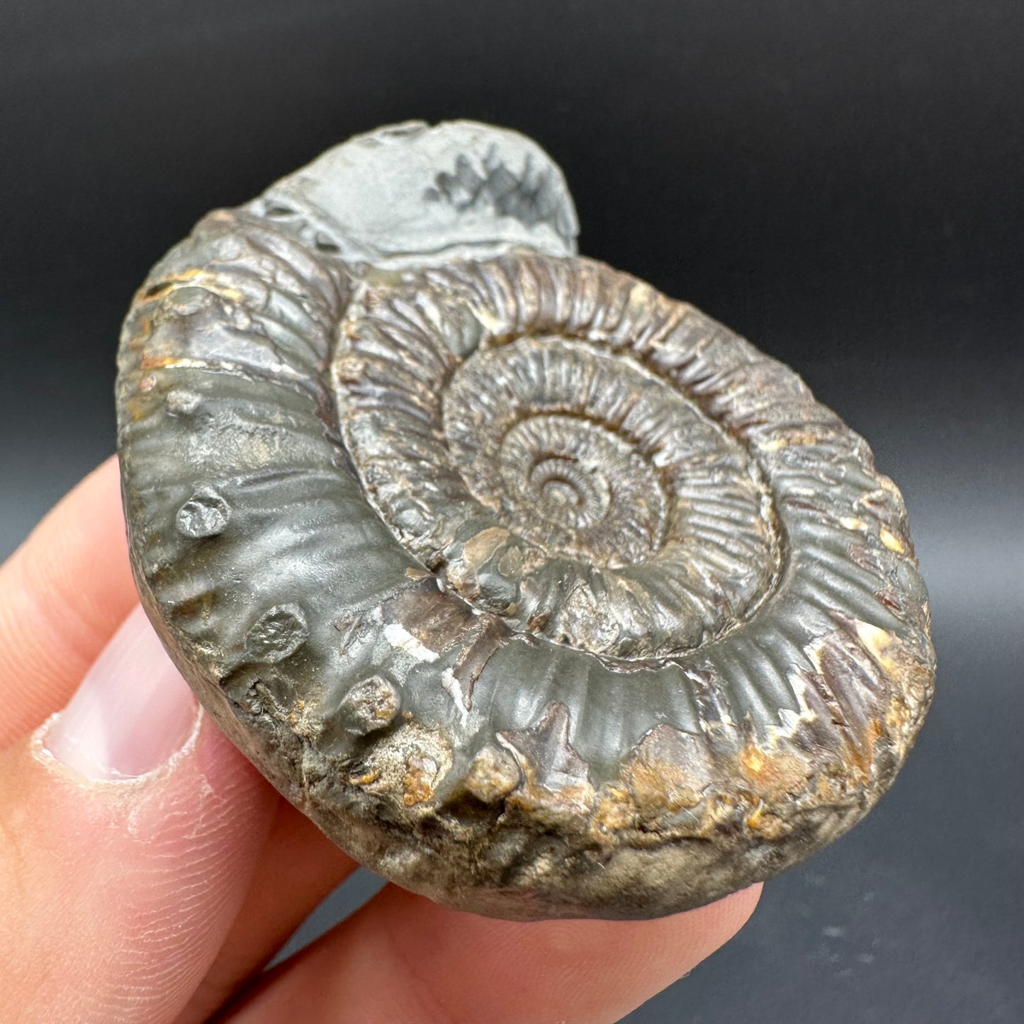 Snakestone Ammonite Fossil With Bag/Box And Stand - Whitby, North Yorkshire Jurassic Coast Yorkshire Fossils