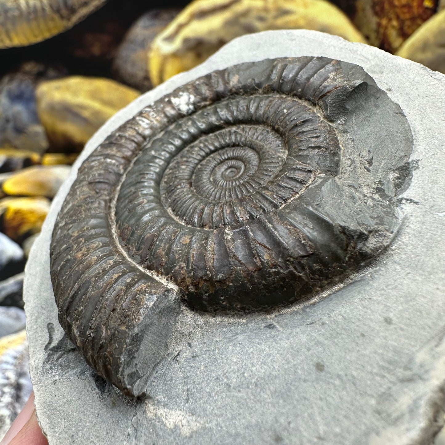 Dactylioceras ammonite fossil - Whitby, North Yorkshire Jurassic Coast