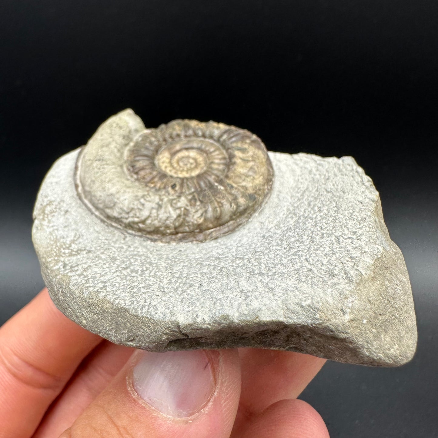 Arnioceras ammonite shell fossil with box and stand - Whitby, North Yorkshire Jurassic Coast Yorkshire Fossils