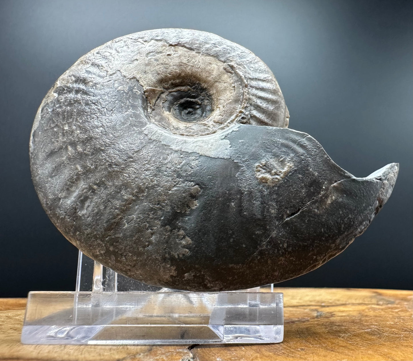 Eleganticeras Elegantulum ammonite fossil with box and stand - Whitby, North Yorkshire Jurassic Coast, Yorkshire Fossils