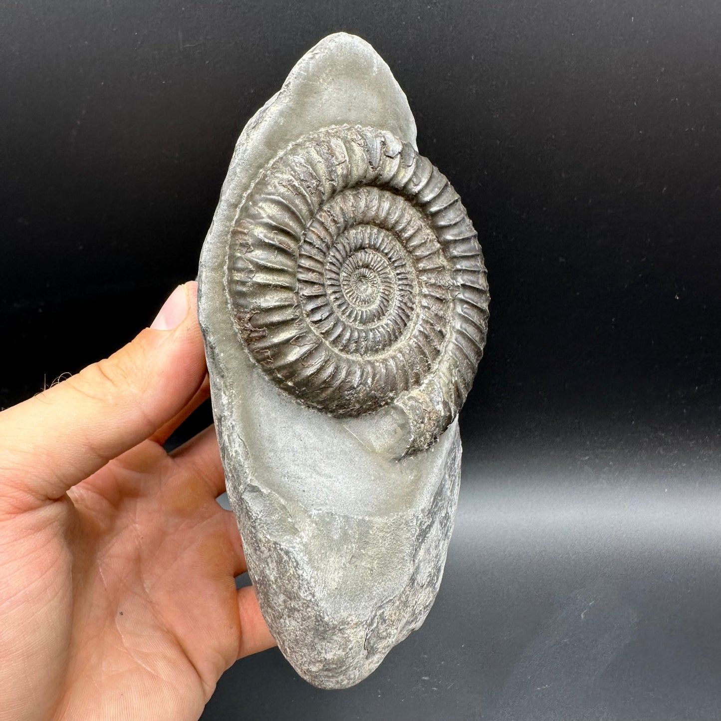 Dactylioceras Ammonite Fossil With Stand - Whitby, North Yorkshire Jurassic Coast Yorkshire Fossils