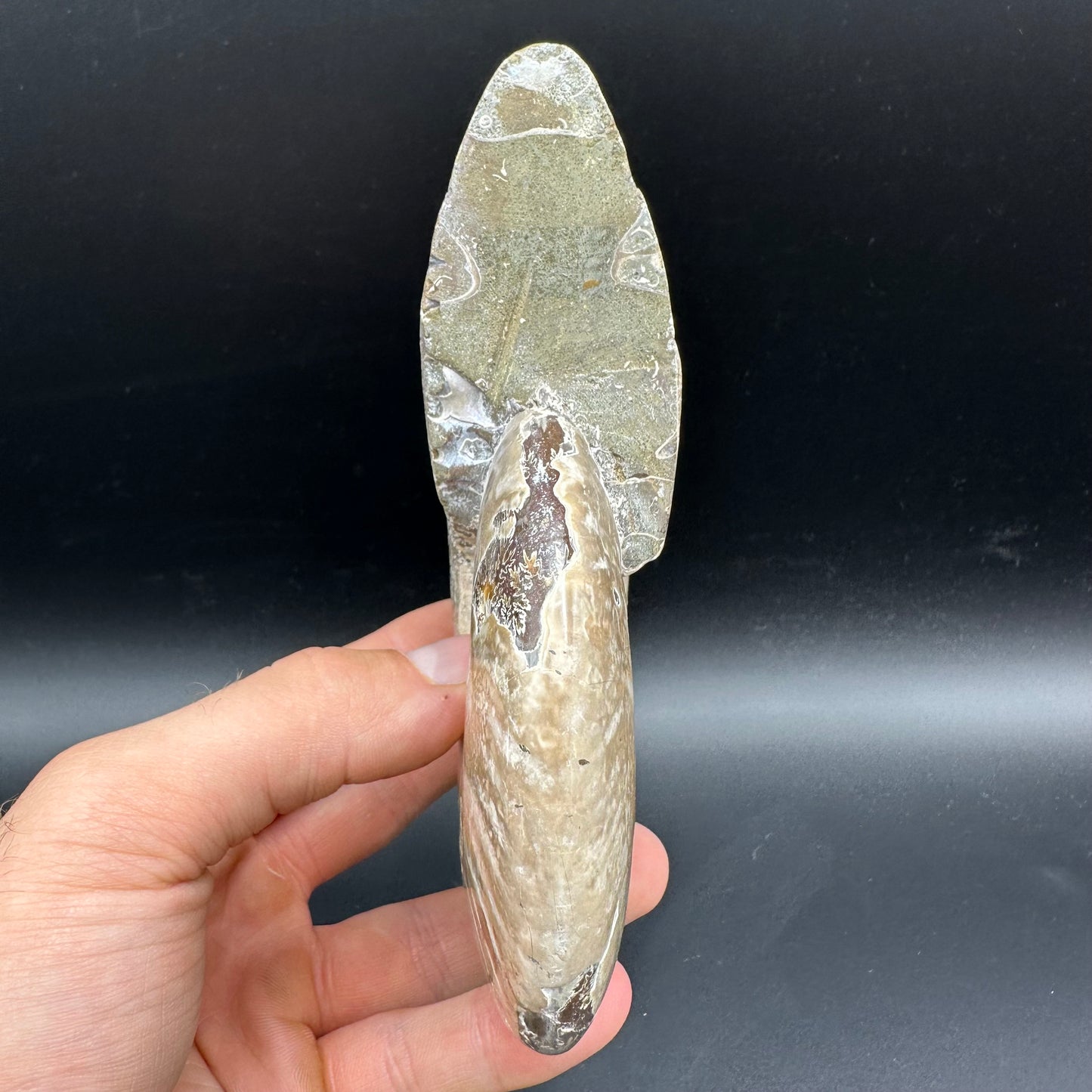 Cleoniceras Ammonite Fossil With Stand - Cretaceous Ammonite Madagascar