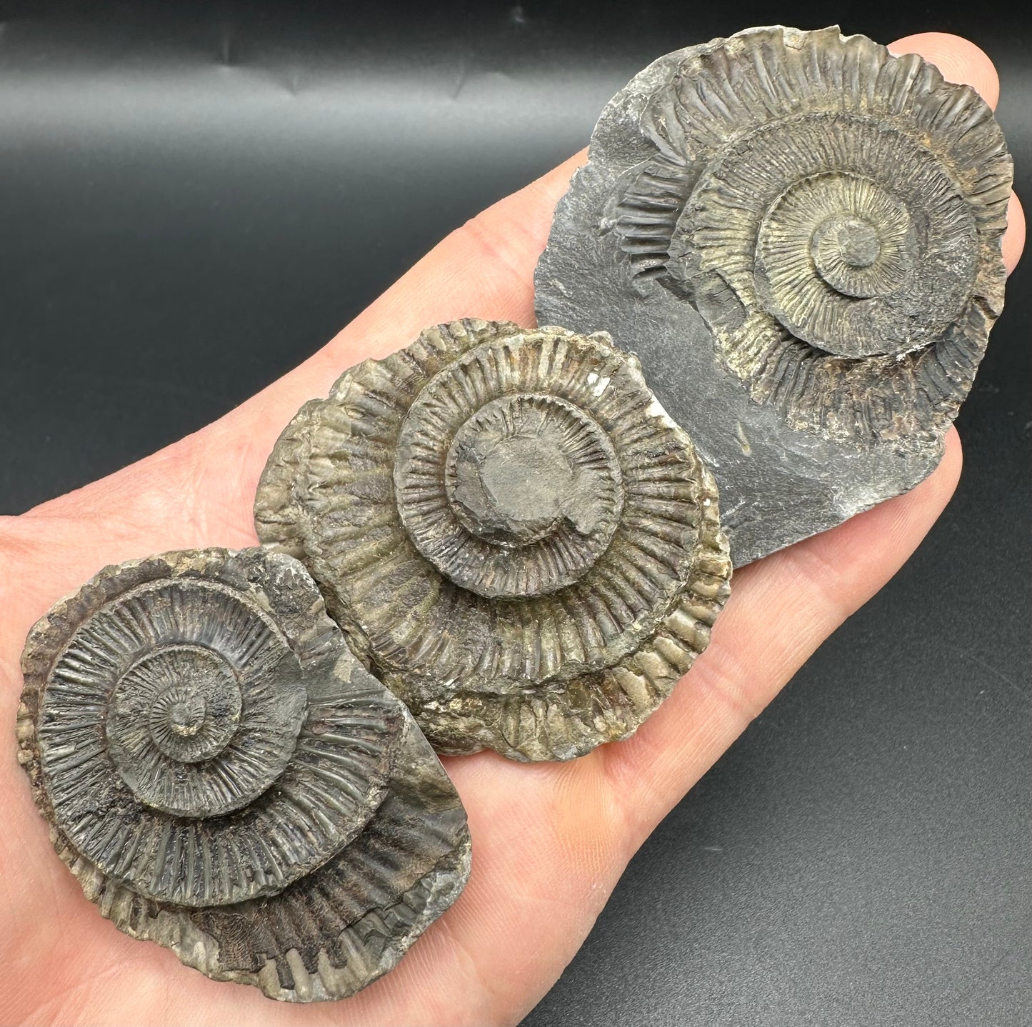 Dactylioceras imprint (negative) bundle ammonite shell fossil with box - Whitby, North Yorkshire, Yorkshire Fossils