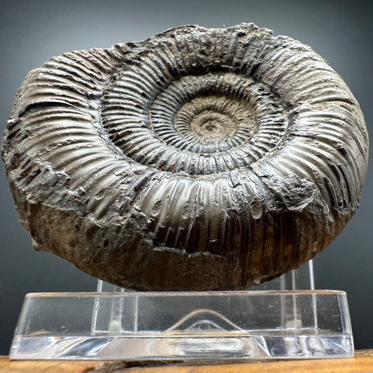 Dactylioceras clevelandicum Ammonite fossil with box and stand - Whitby, North Yorkshire Jurassic Coast