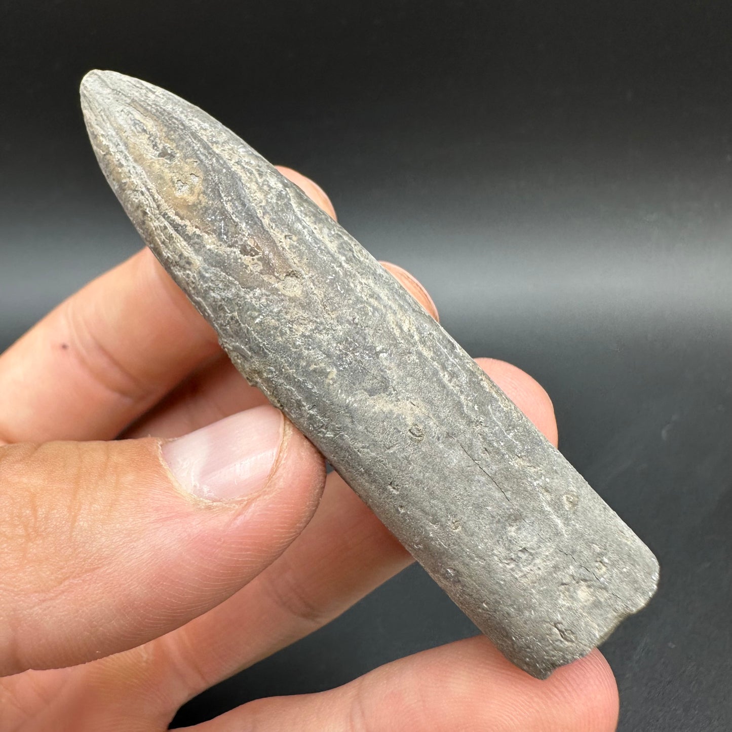 Belemnite (Fossil Squid) shell fossil with box and stand - Whitby, North Yorkshire Jurassic Coast Yorkshire Fossils