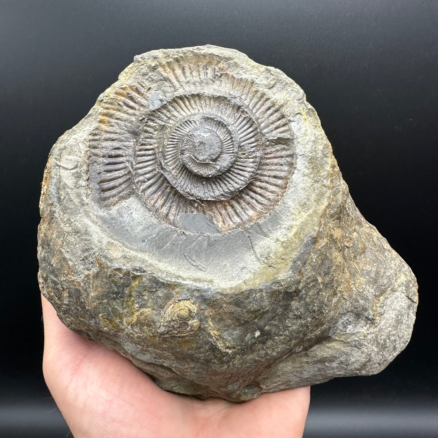 Dactylioceras Ammonite nodule (split pair) Fossil With Stand - Whitby, North Yorkshire Jurassic Coast Yorkshire Fossils