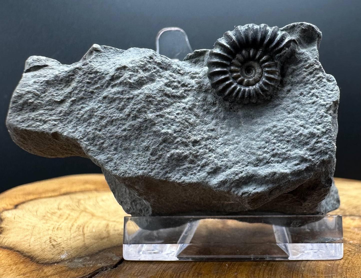 Promicroceras Ammonite shell fossil with box and stand - Whitby, North Yorkshire Jurassic Coast Yorkshire Fossils
