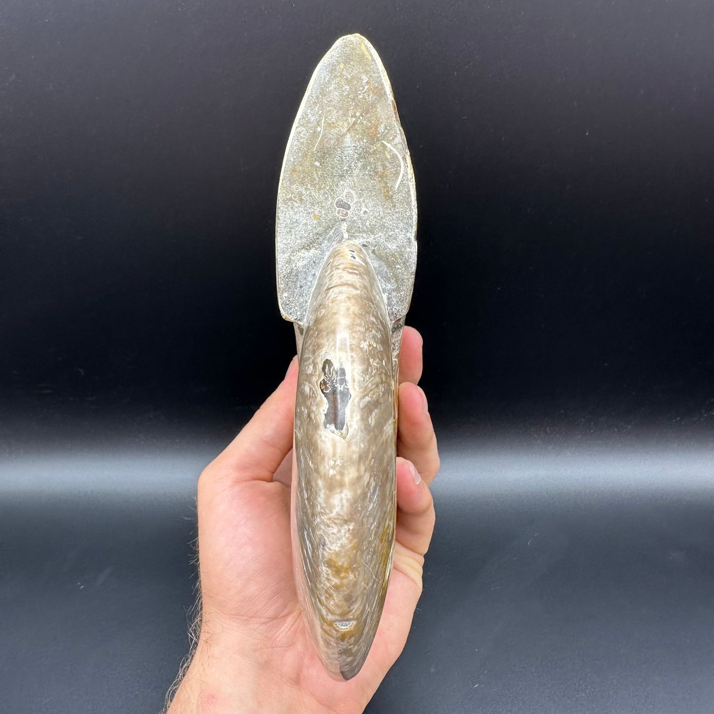Cleoniceras Ammonite Fossil With Stand - Cretaceous Ammonite Madagascar