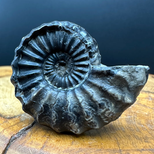 Aegasteroceras sagittarium ammonite fossil with box and stand - Whitby, North Yorkshire Jurassic Coast Yorkshire Fossils