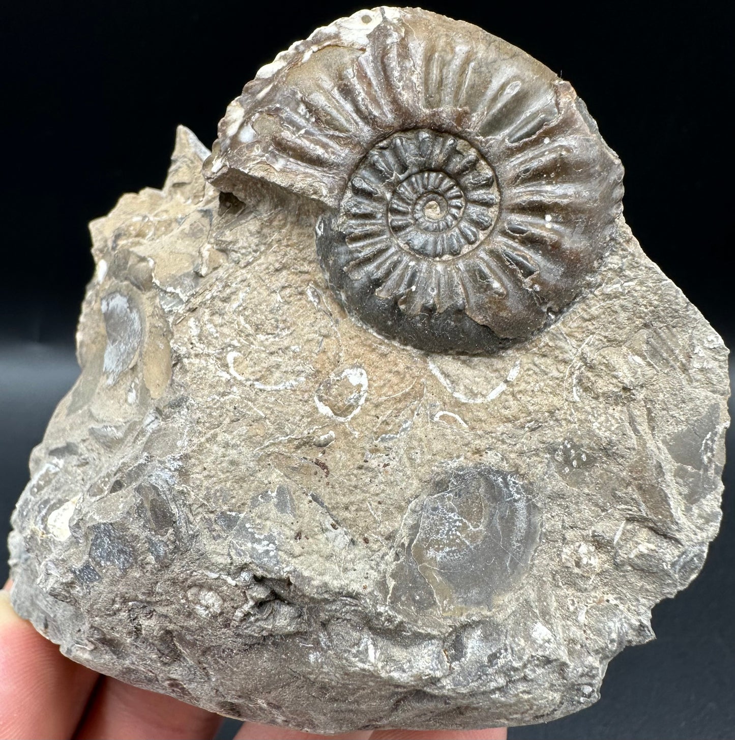 Amaltheus subnodosus Ammonite fossil with box and stand - Whitby, North Yorkshire Jurassic Coast Yorkshire Fossils