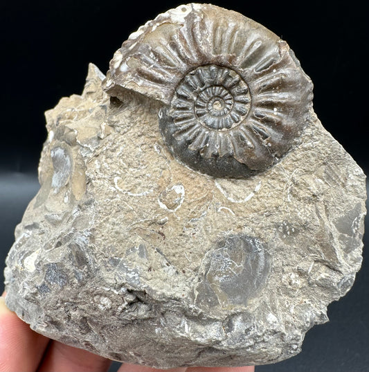 Amaltheus subnodosus Ammonite fossil with box and stand - Whitby, North Yorkshire Jurassic Coast Yorkshire Fossils