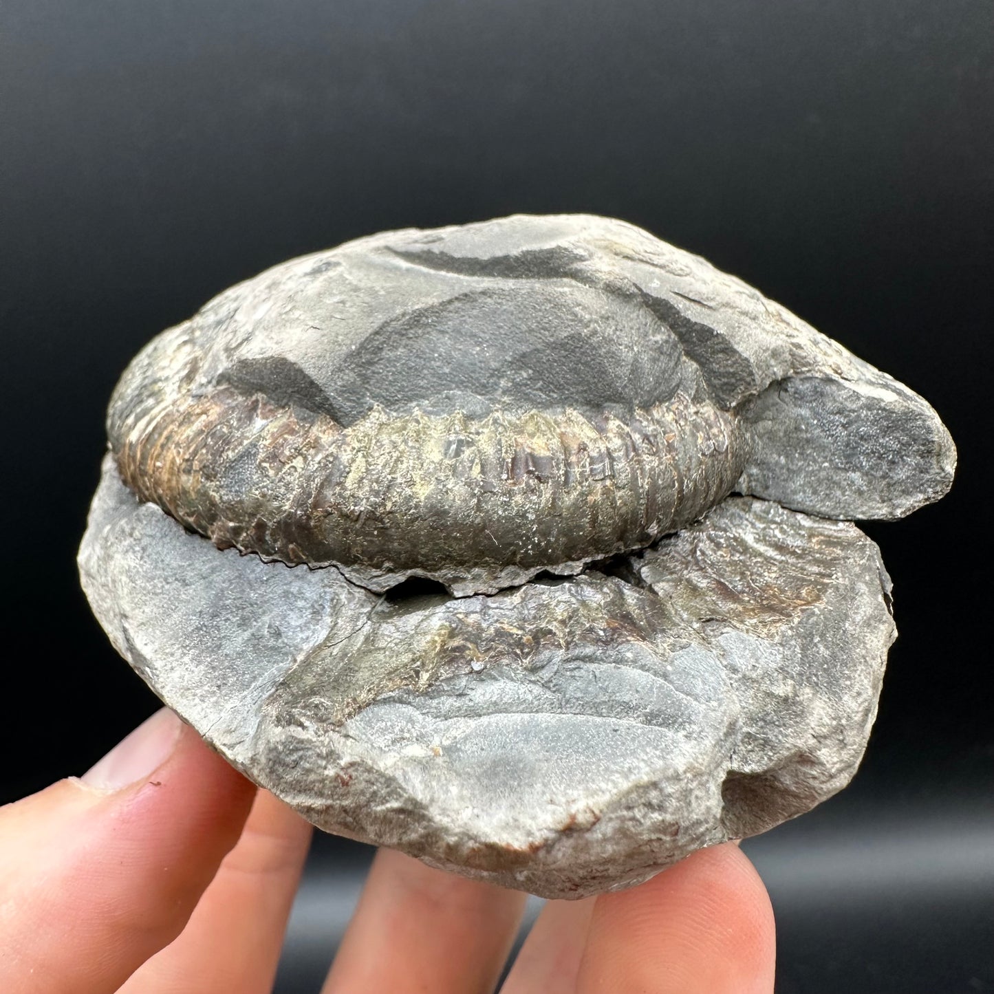 Dactylioceras Ammonite nodule (split pair) Fossil With Box And Stand - Whitby, North Yorkshire Jurassic Coast Yorkshire Fossils