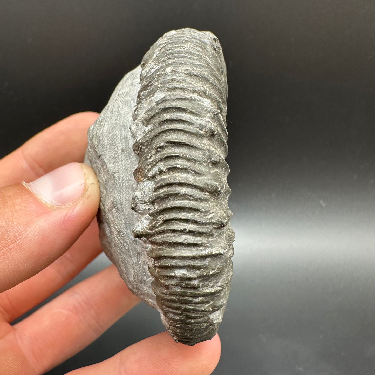 Peronoceras fibulatum Ammonite fossil with box and stand - Whitby, North Yorkshire Jurassic Coast Yorkshire Fossils