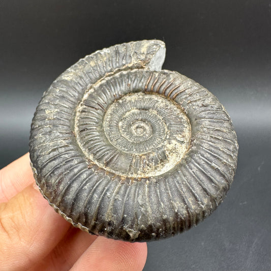 Dactylioceras Ammonite Fossil With Box And Stand - Whitby, North Yorkshire Jurassic Coast Yorkshire Fossils