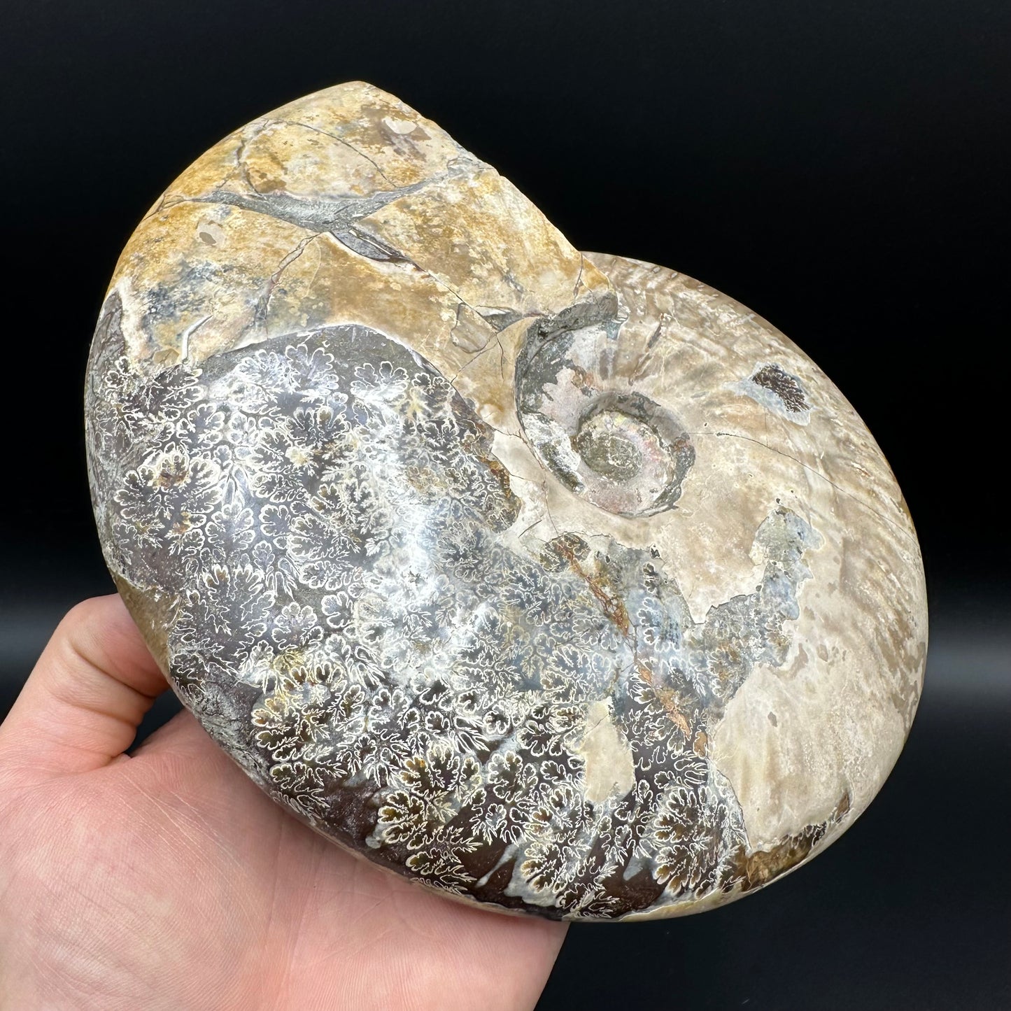 Cleoniceras Ammonite Fossil With Stand - Cretaceous Ammonite Madagascar