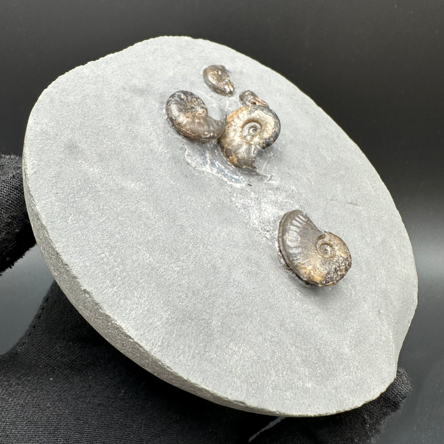Eleganticeras Elegantulum ammonite with box and stand - Whitby, North Yorkshire Jurassic Coast, Yorkshire Fossils
