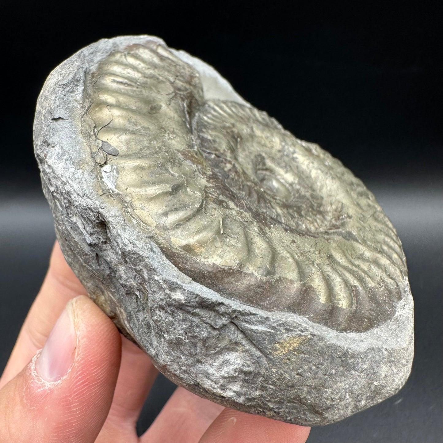 Golden Iron Pyrite Hildoceras lusitanicum Ammonite Nodule (split pair) Fossil With Box And Stand - Whitby, North Yorkshire Jurassic Coast Yorkshire Fossils