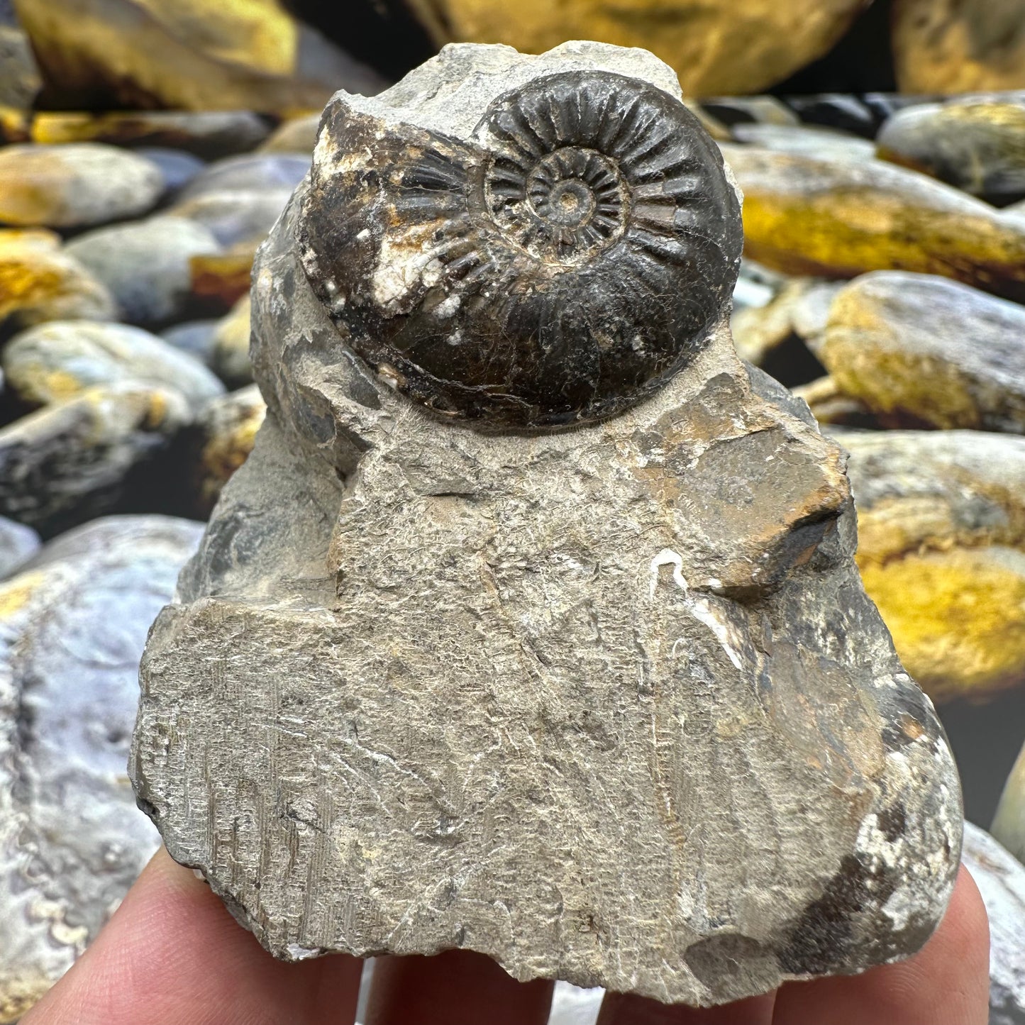 Amaltheus striatus ammonite fossil - Whitby, North Yorkshire
