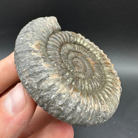 Dactylioceras Ammonite Fossil With box and Stand - Whitby, North Yorkshire Jurassic Coast Yorkshire Fossils