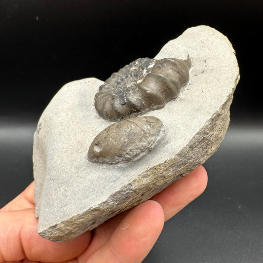 Androgynoceras maculatum ammonite fossil with box and stand - Whitby, North Yorkshire Jurassic Coast Yorkshire Fossils