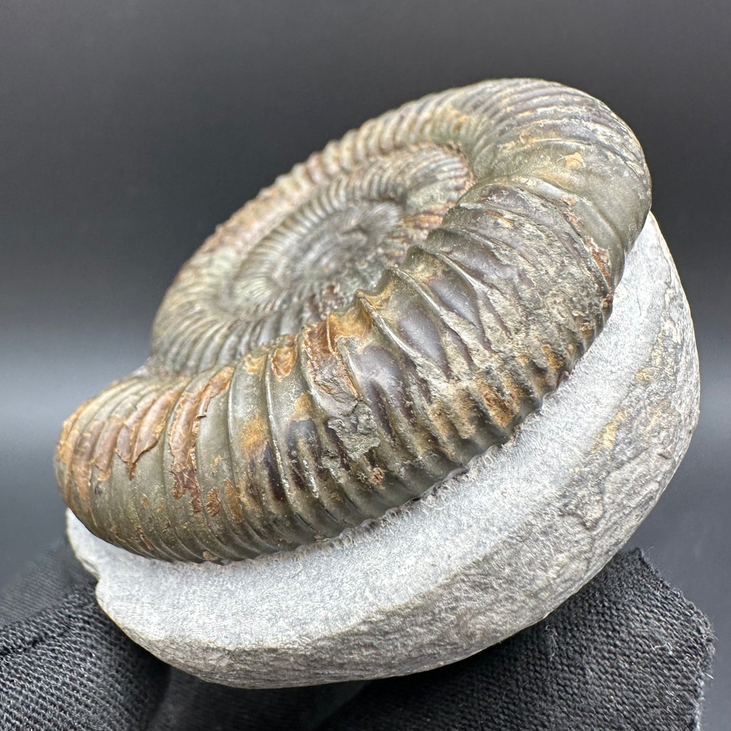 Dactylioceras Ammonite Fossil With Box And Stand - Whitby, North Yorkshire Jurassic Coast Yorkshire Fossils