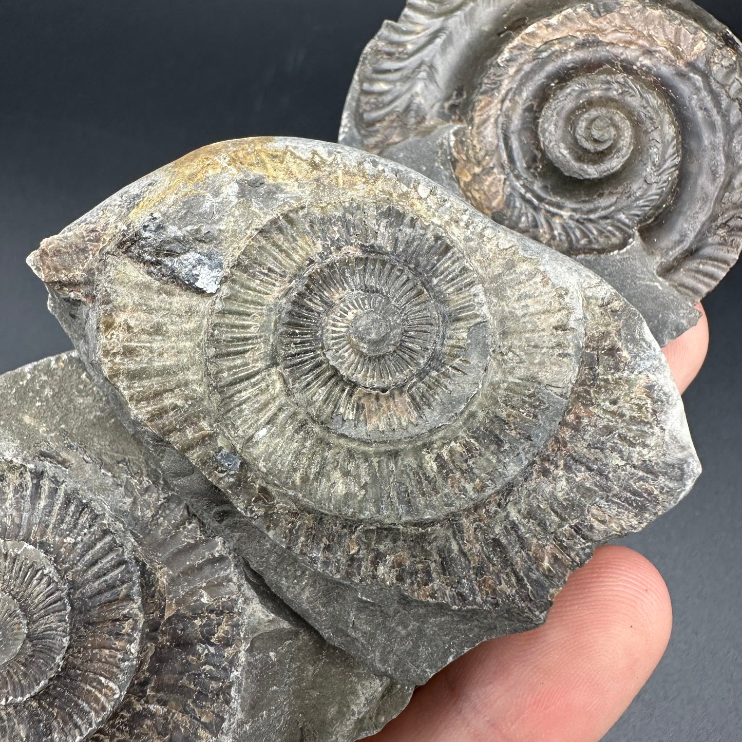 Dactylioceras imprint (negative) bundle ammonite shell fossil with box - Whitby, North Yorkshire, Yorkshire Fossils