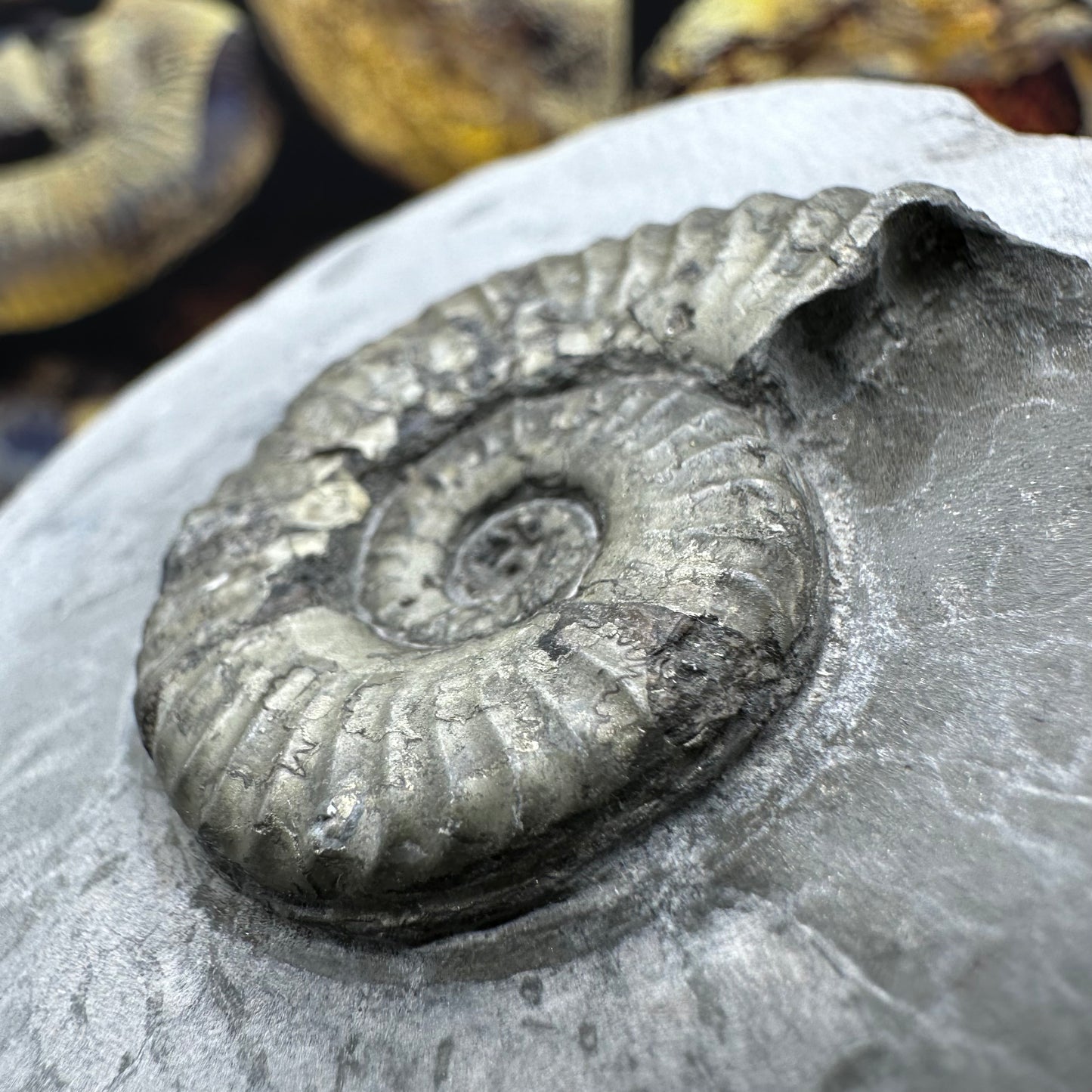 Hildoceras lusitanicum ammonite fossil - Whitby, North Yorkshire, Jurassic Coast, Yorkshire Fossils