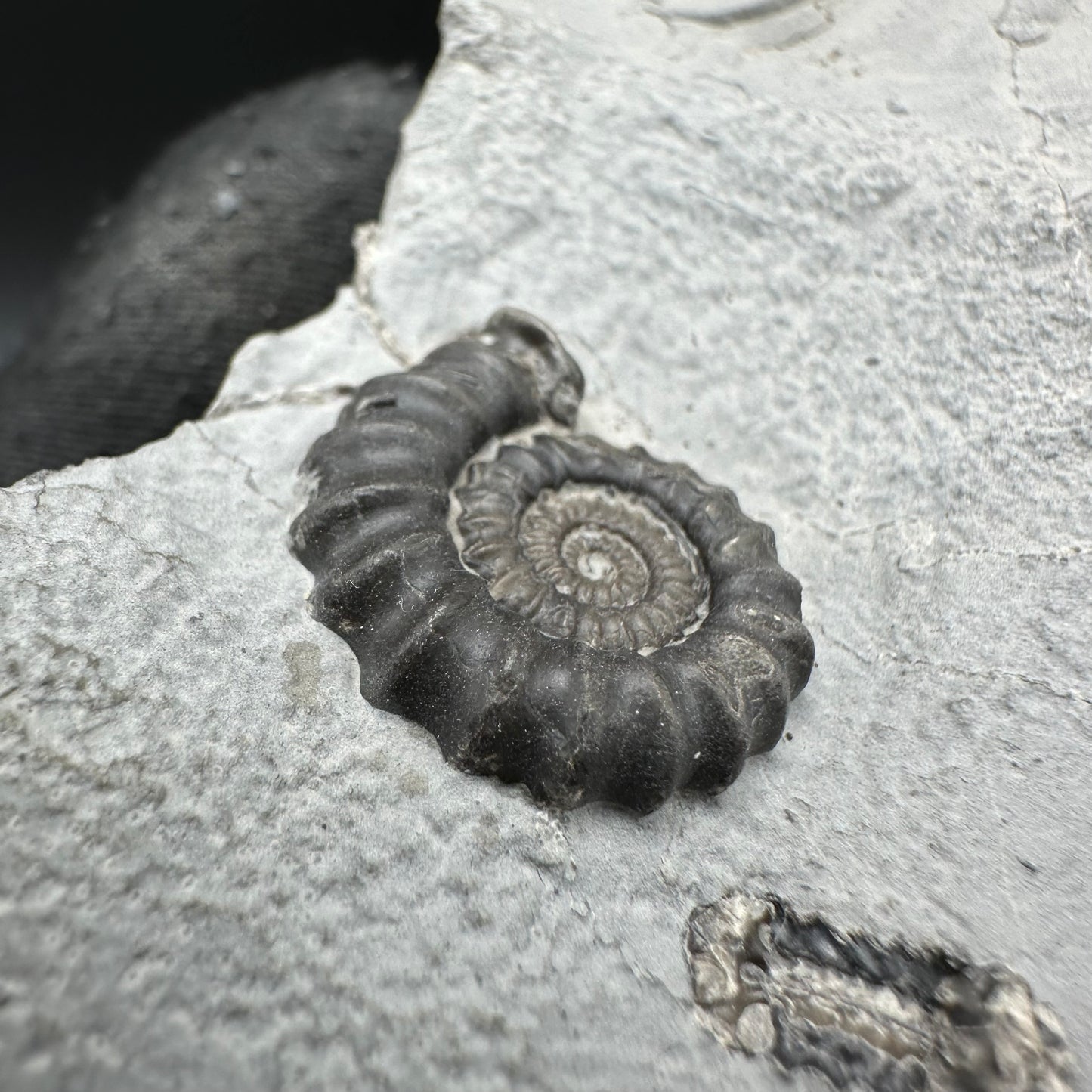 Gagaticeras Ammonite fossil with box and stand - Whitby, North Yorkshire Jurassic Coast Yorkshire Fossils