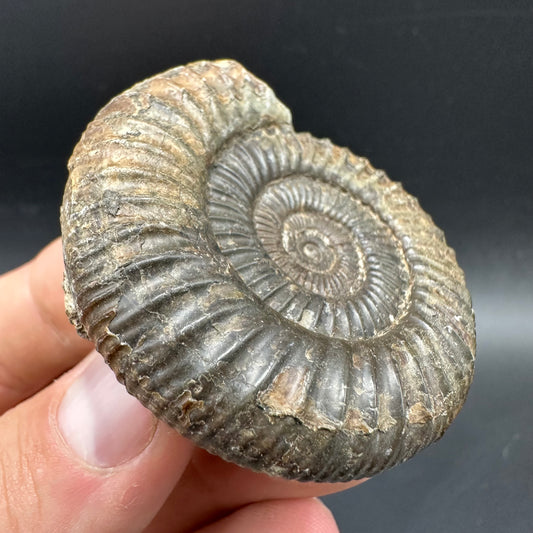 Dactylioceras Ammonite Fossil With box and Stand - Whitby, North Yorkshire Jurassic Coast Yorkshire Fossils