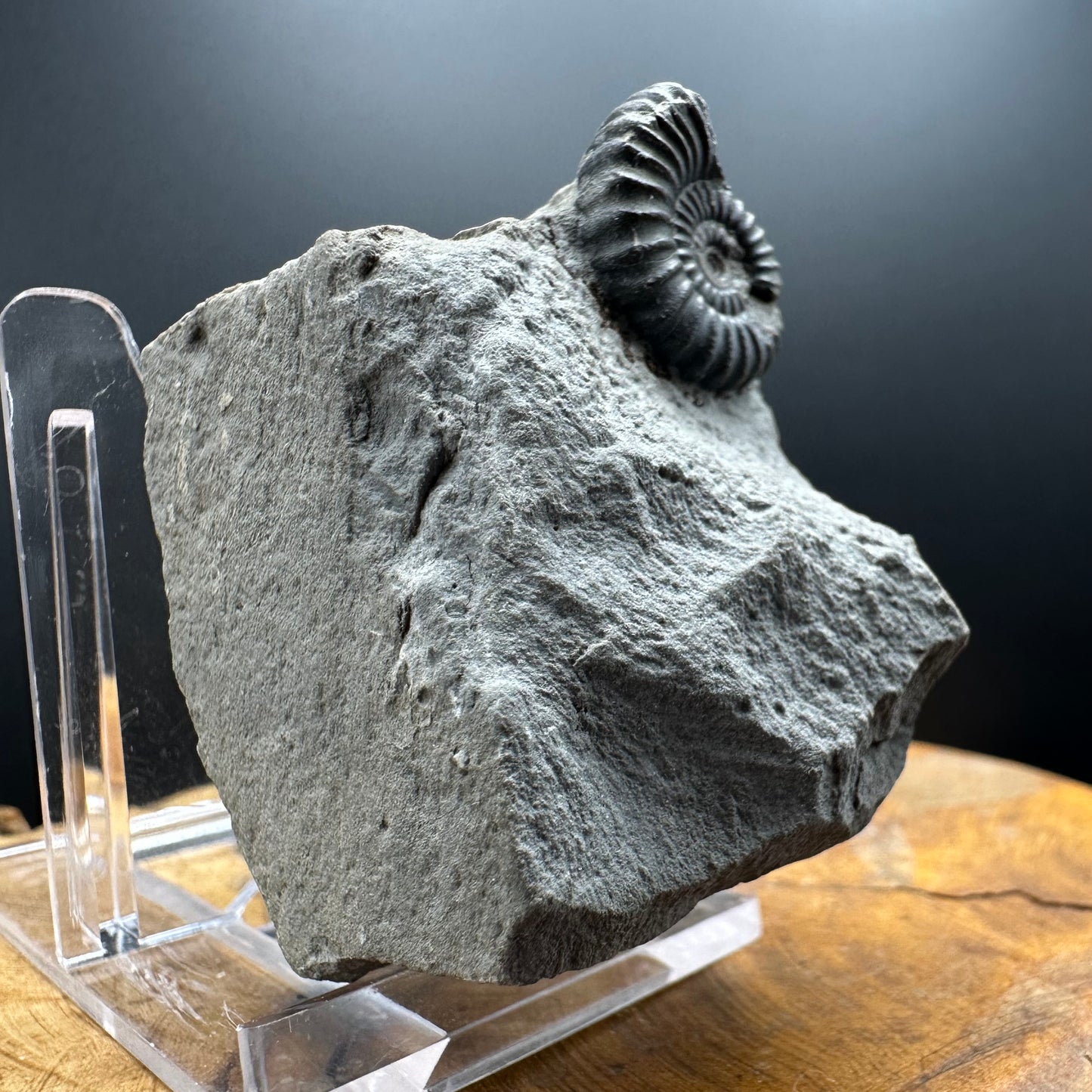 Promicroceras Ammonite shell fossil with box and stand - Whitby, North Yorkshire Jurassic Coast Yorkshire Fossils